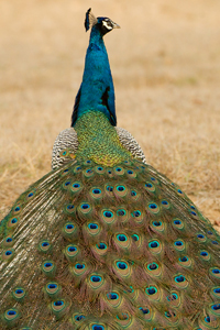 peacock